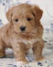 Puppies for sale maltese, maltipoo - Denmark, Aalborg