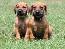 Puppies for sale rhodesian ridgeback - Ukraine, Kiev