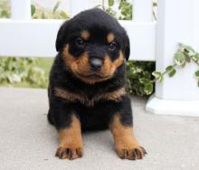 Puppies for sale rottweiler - Georgia, Burn