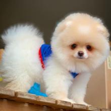 Puppies for sale pomeranian spitz - Austria, Vienna