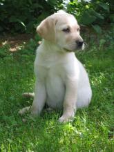 Puppies for sale labrador retriever - United Kingdom, Perth