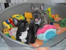 Puppies for sale french bulldog - Latvia, Saldus