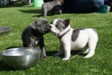 Puppies for sale french bulldog - Moldova, Chisinau