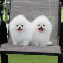 Puppies for sale pomeranian spitz - Azerbaijan, Sumgait