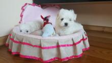 Puppies for sale maltese - Latvia, Balvi