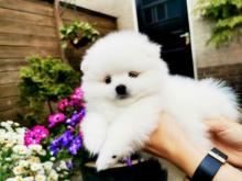 Puppies for sale pomeranian spitz - Spain, Segovia