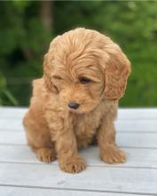 Puppies for sale , cockapoo   - Russia, Barrow