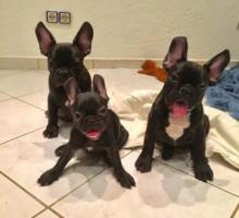 Puppies for sale french bulldog - Armenia, Gyumri