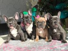 Puppies for sale french bulldog - Latvia, Ogre