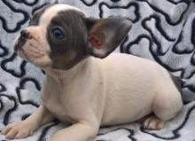 Puppies for sale french bulldog - Latvia, Bauska