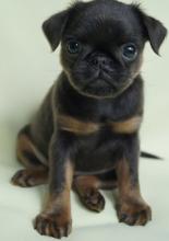 Puppies for sale brussels griffon - Austria, Vienna