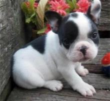 Puppies for sale french bulldog - Latvia, Preili