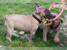 Puppies for sale french bulldog - Latvia, Jurmala