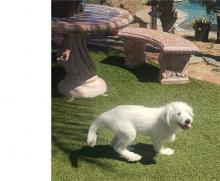 Puppies for sale , great pyrenees - Ireland, Dublin
