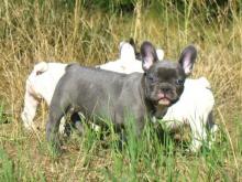 Puppies for sale french bulldog - Latvia, Jelgava