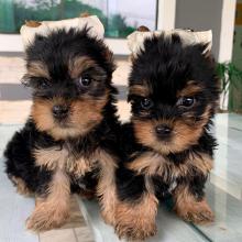 Puppies for sale yorkshire terrier - Slovakia, Plzen