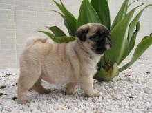 Puppies for sale pug - Hungary, Miskolc
