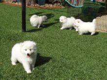 Puppies for sale , samoyed puppies - Estonia, Kohtla-Jarve