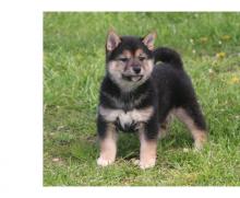 Puppies for sale , shiba inu - United Kingdom, Aberdeen