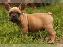 Puppies for sale french bulldog - France, Grenoble