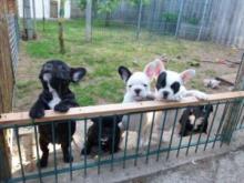 Puppies for sale french bulldog - Germany, Wismar