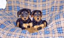 Puppies for sale airedale - Austria, Vienna