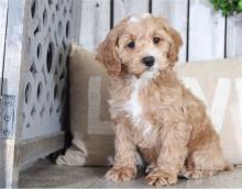 Puppies for sale , cockapoo - Spain, Madrid