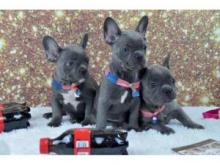 Puppies for sale french bulldog - Latvia, Balvi