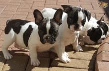 Puppies for sale french bulldog - United Kingdom, Colchester