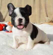 Puppies for sale french bulldog - Tajikistan, Isfara