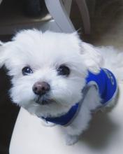 Puppies for sale maltese - Denmark, Aalborg