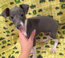 Puppies for sale italian greyhound - Denmark, Kopenagen