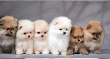 Puppies for sale pomeranian spitz - Bulgaria, Sofia