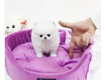 Puppies for sale pomeranian spitz - Spain, Vigo