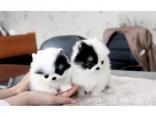 Puppies for sale pomeranian spitz - Finland, Lapperanta