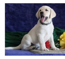 Puppies for sale labrador retriever - Finland, Lahti