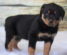 Puppies for sale rottweiler - Greece, Athens