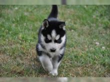 Puppies for sale , husky - Romania, Alexandria