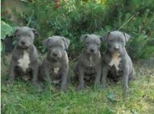 Puppies for sale american pit-bull terrier - Greece, Larissa