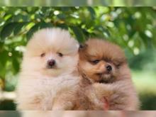 Puppies for sale pomeranian spitz - Spain, Santa Cruz de Tenerife