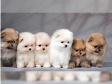 Puppies for sale pomeranian spitz - Portugal, Mirandela