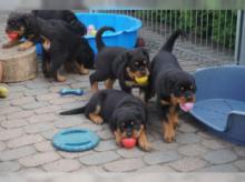 Puppies for sale rottweiler - Sweden, Mutal