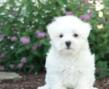 Puppies for sale maltese - Austria, Linz