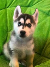 Puppies for sale , siberian husky - Russia, Ekaterinburg