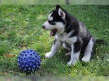 Puppies for sale , husky - Luxembourg, Luxembourg