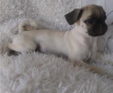 Puppies for sale pug - Finland, Pori