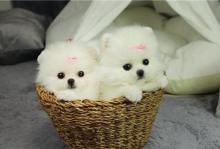 Puppies for sale pomeranian spitz - Sweden, Lulea