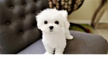 Puppies for sale maltese - Estonia, Sillamyae