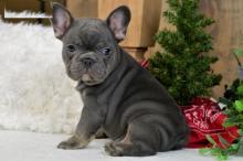 Puppies for sale french bulldog - Latvia, Aizkraukle