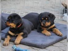 Puppies for sale rottweiler - Slovakia, Plzen